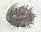 Two Basseiarges Trilobites With Cyphaspis - Jorf #46599-3